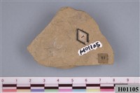 藏品(貝類化石)的圖片